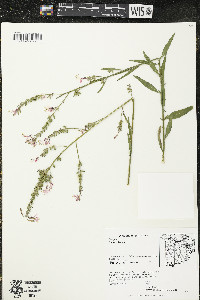 Oenothera gaura image