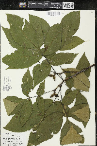 Carya ovata var. ovata image