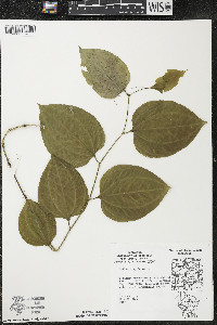 Smilax tamnoides image