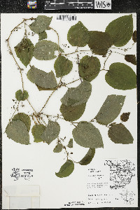 Smilax tamnoides image