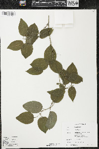 Smilax tamnoides image
