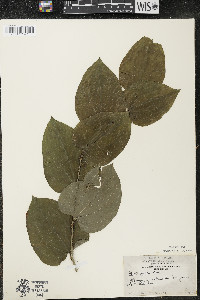 Smilax tamnoides image