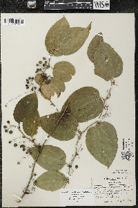 Smilax tamnoides image