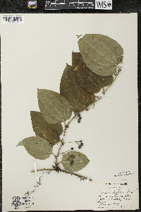 Smilax tamnoides image