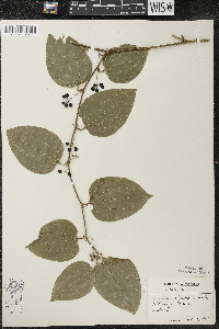 Smilax tamnoides image