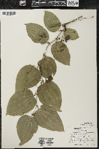 Smilax tamnoides image