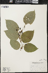 Smilax tamnoides image