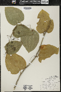 Smilax tamnoides image
