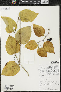 Smilax tamnoides image