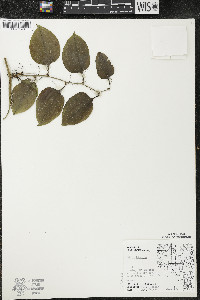 Smilax tamnoides image