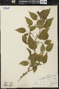 Smilax tamnoides image