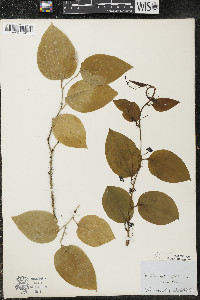 Smilax tamnoides image
