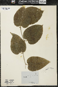 Smilax tamnoides image
