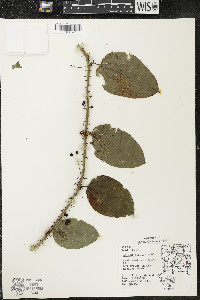 Smilax tamnoides image