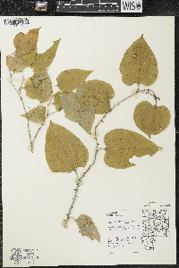 Smilax tamnoides image