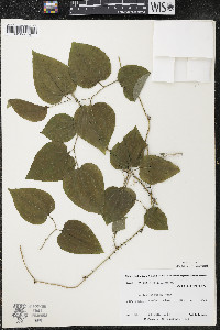 Smilax tamnoides image