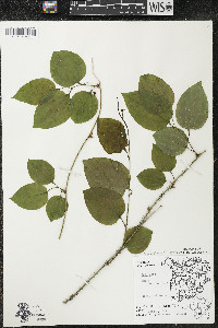 Smilax tamnoides image