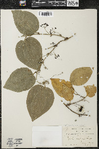 Smilax tamnoides image