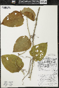 Smilax tamnoides image