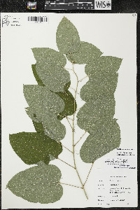 Smilax lasioneura image