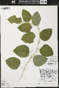 Smilax lasioneura image