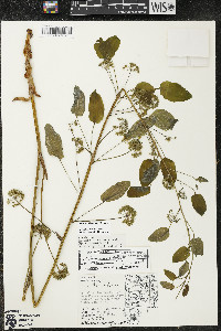 Smilax illinoensis image