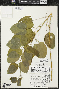 Smilax illinoensis image