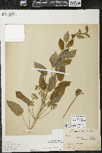 Smilax illinoensis image