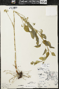 Smilax illinoensis image