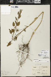 Smilax illinoensis image