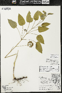 Smilax illinoensis image