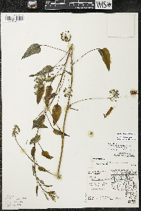 Smilax illinoensis image