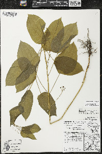 Smilax illinoensis image