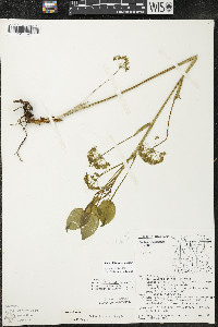 Smilax illinoensis image