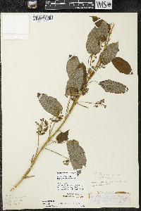 Smilax illinoensis image