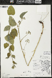 Smilax illinoensis image