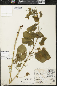 Smilax illinoensis image