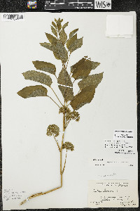 Smilax illinoensis image