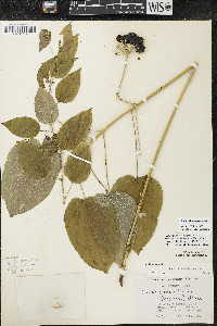 Smilax illinoensis image