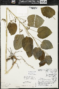 Smilax illinoensis image