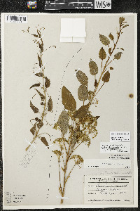 Smilax illinoensis image