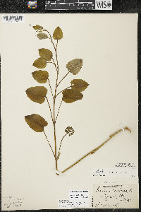 Smilax illinoensis image