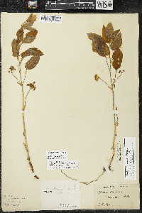 Smilax illinoensis image