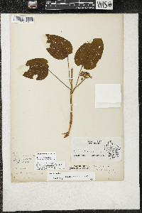 Smilax illinoensis image