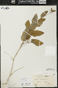 Smilax illinoensis image