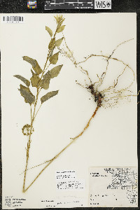 Smilax illinoensis image