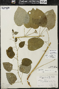 Smilax illinoensis image