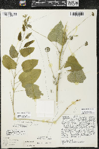 Smilax illinoensis image