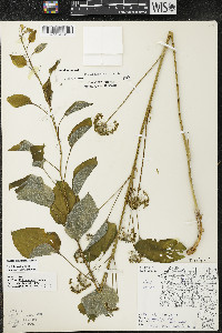 Smilax illinoensis image