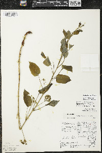 Smilax illinoensis image